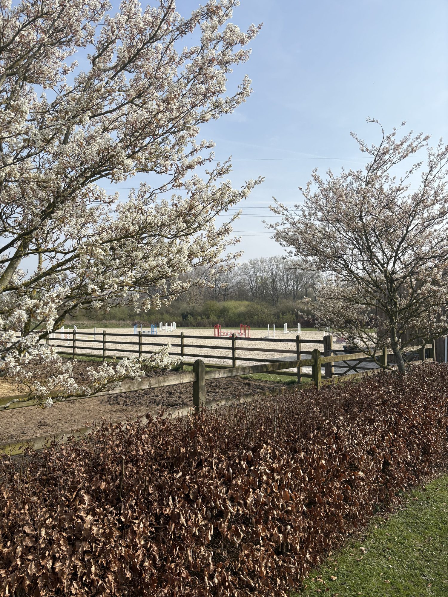 Arbres en fleurs au printemps devant la carrière clôturée de l'écurie.