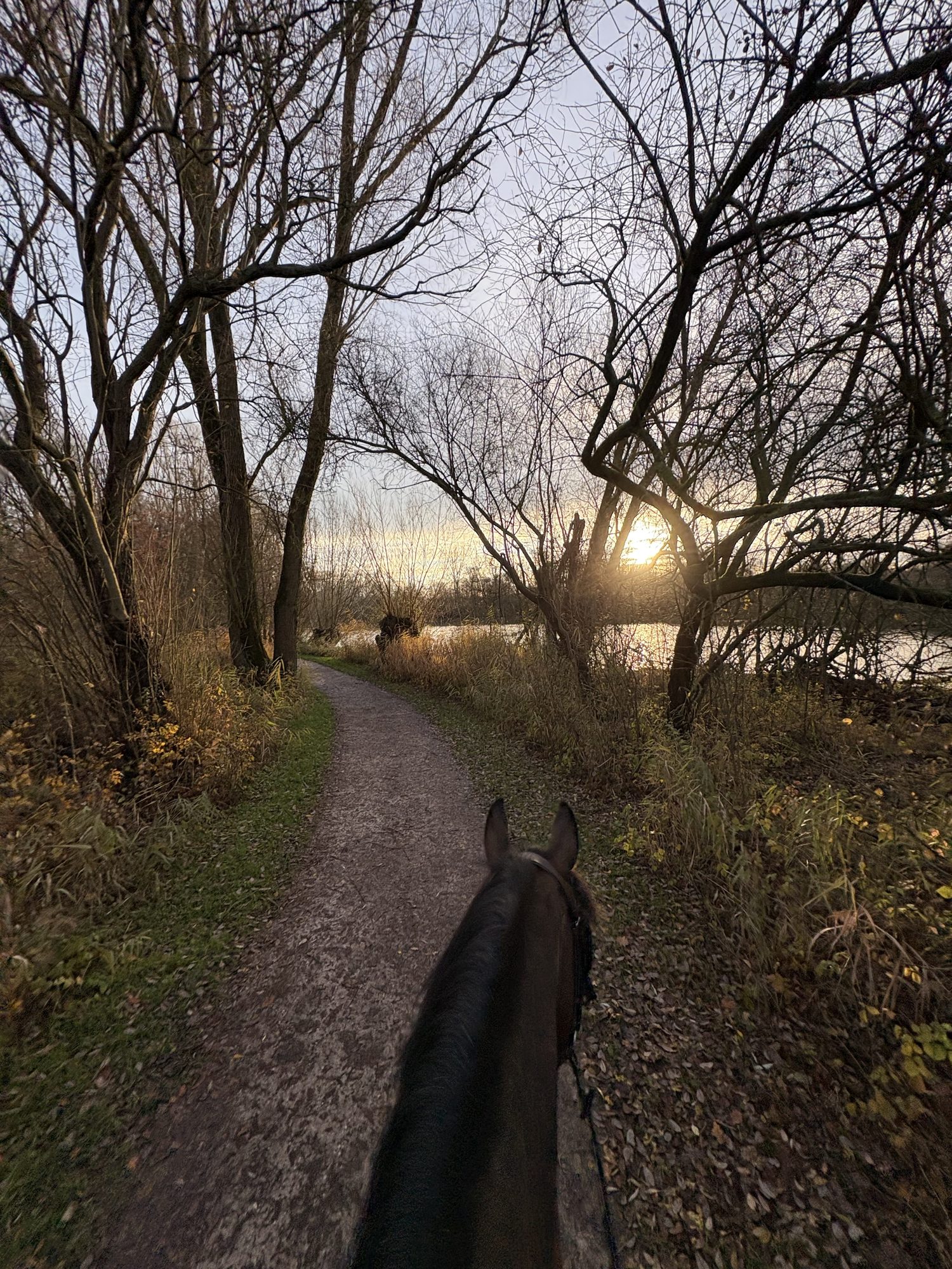 Balade à cheval sur un chemin longeant l'étang au coucher du soleil.