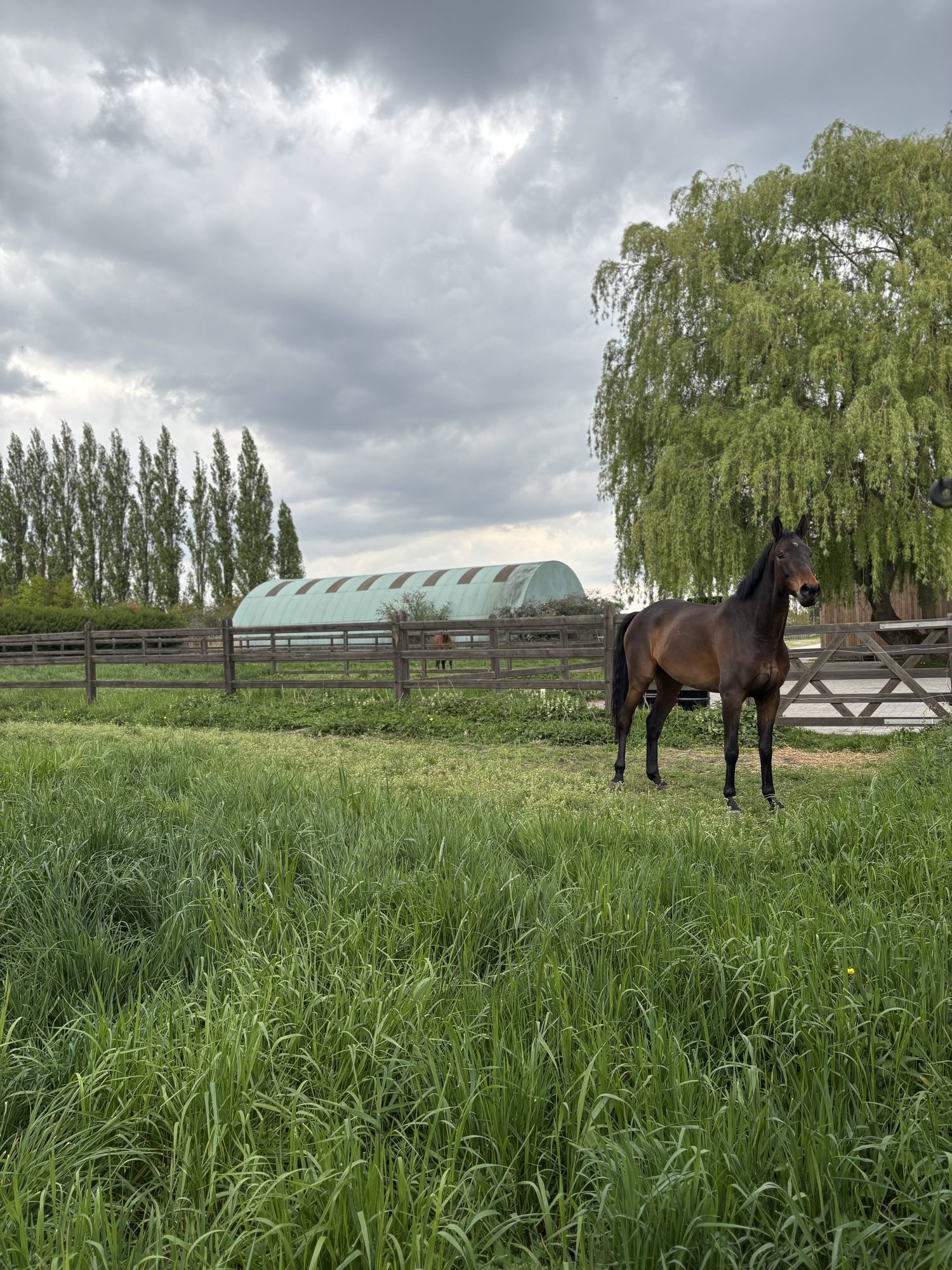 Cheval bai au repos dans un pré herbeux devant les installations de l'écurie.