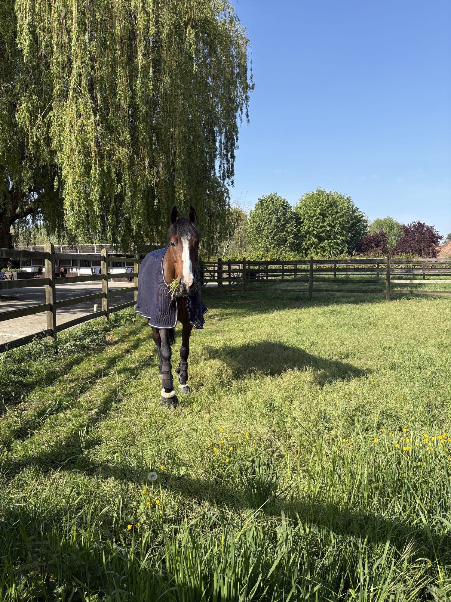 Cheval bai portant une couverture broutant dans un grand pré clôturé.