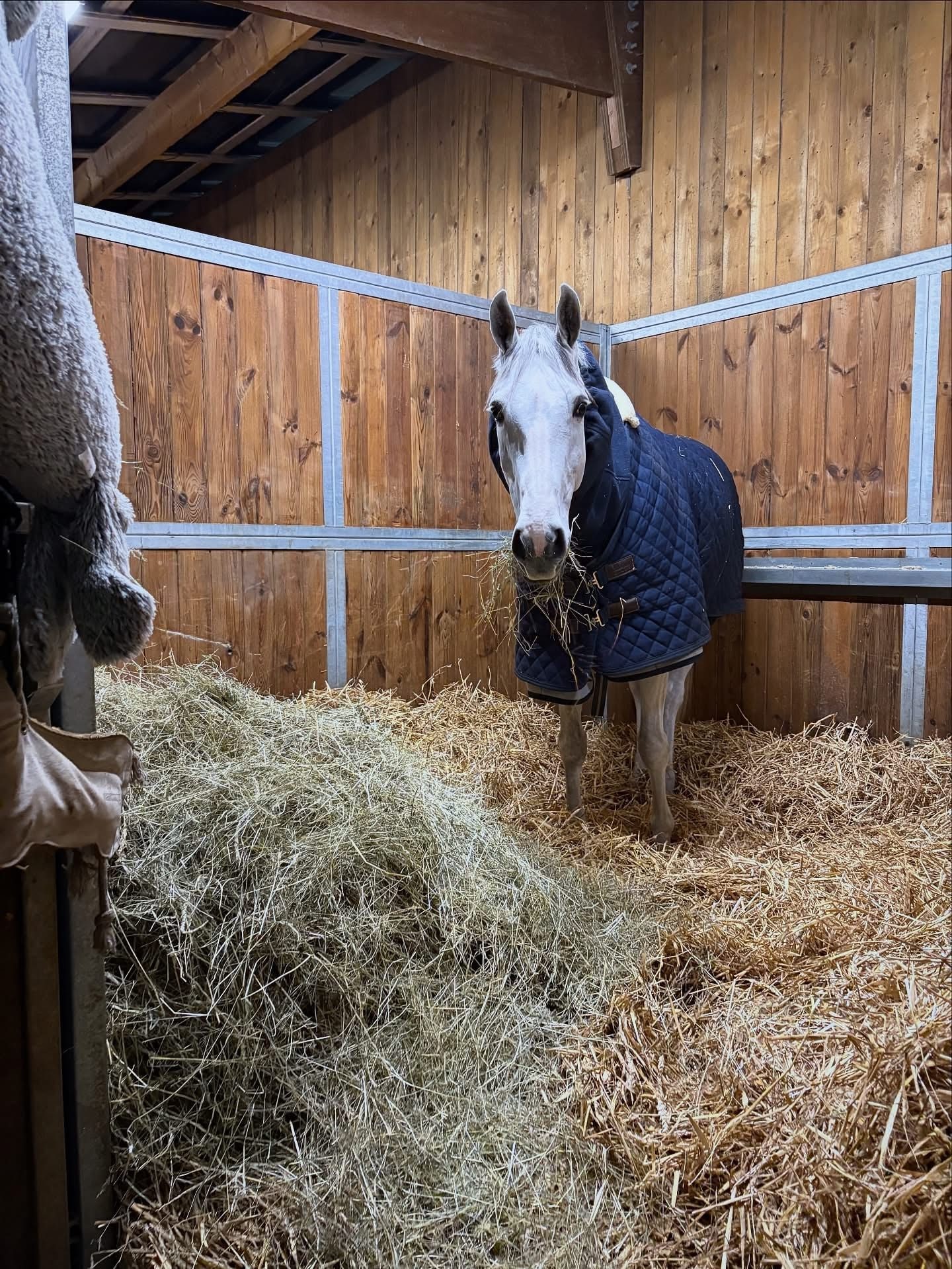 Cheval gris à l'écurie dans un box en bois garni de foin et de paille.