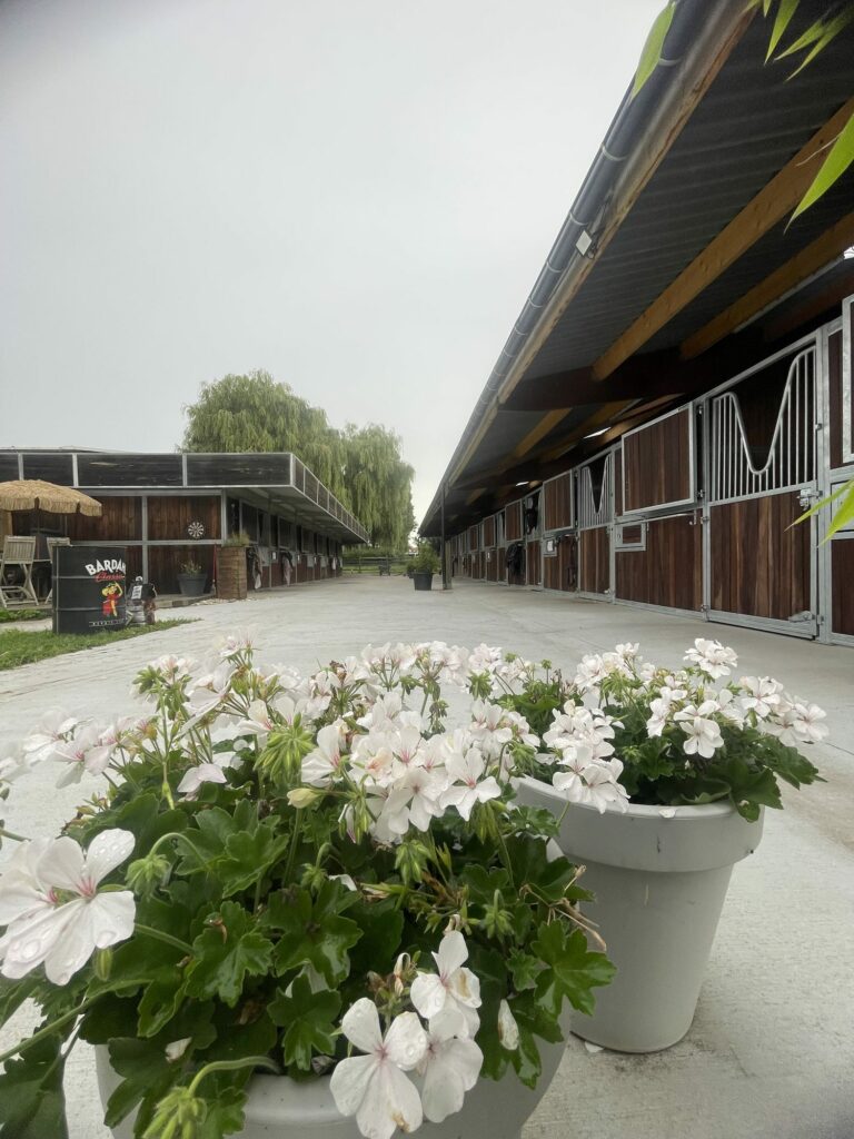 Géraniums blancs fleuris devant l'allée couverte des boxes en bois de l'écurie.