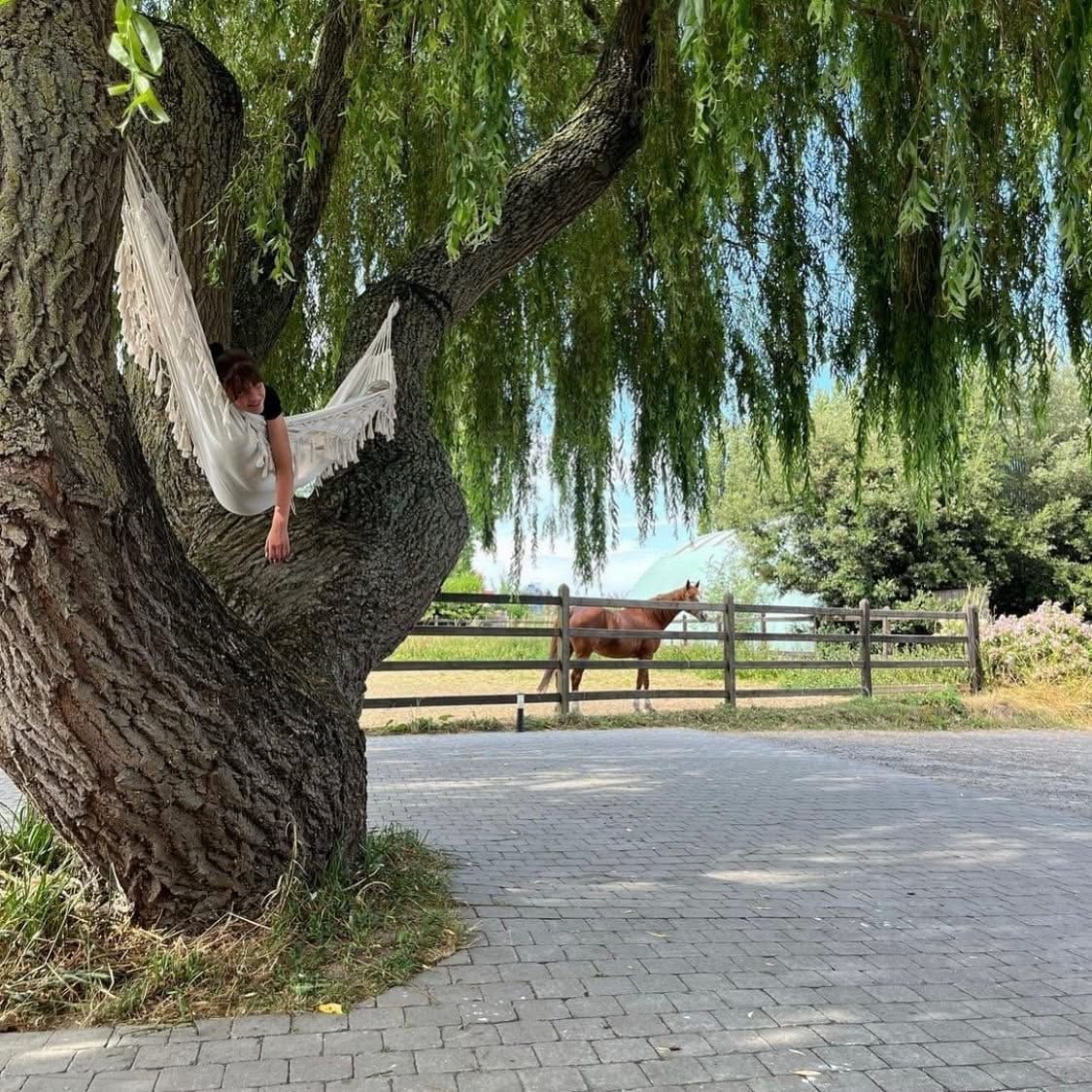 Personne détendue dans un hamac sous un saule, cheval au pré en arrière-plan.