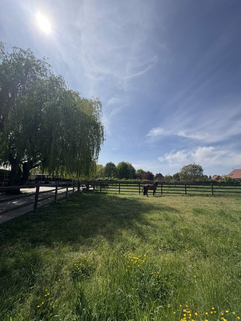 Pré clôturé bordé d'un saule pleureur sous un ciel ensoleillé de printemps.